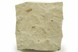 Eocene Fossil Cricket and Fly - Green River Formation #368753-1
